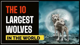 The 10 Largest Wolves in the World: A Giant From 1939