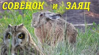 Заяц и Совёнок / Hare and Owlet