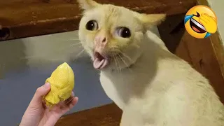 Try Not to Laugh 2024😁 New Funny Dog and Cat Video 😹🐶 Part 6