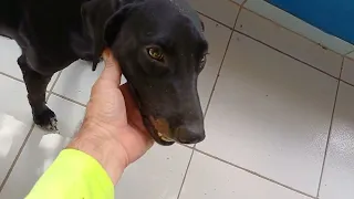 Visita da Cadela Pretinha Perdigueira no sitio Bonsucesso, Limoeiro-PE