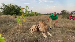 Молодые ЛЬВЫ ПОДТАЛКИВАЮТ нашу машинку, чтобы быстрее ехала!