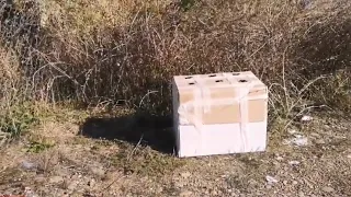 Rescue of nine puppies abandoned inside a carton box by the side of the road