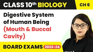 Digestive System of Human Being (Mouth and Buccal Cavity) - Life Process | Class 10 Biology