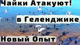 ВЛОГ Кормим Птиц на Море в Геленджике с Детьми. Наши Пробы и Ошибки