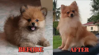 Pomeranian Before and after Growing up | My cute Pomeranian TRANSFORMATION ❤️