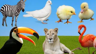 Cute Little Animals: Flamino, Lemur, Pony , Camel, Giraffe,  Duck, Rooster - Many Animal Sounds