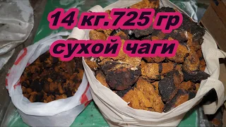 3АРАБОТОК НА СБОРЕ ЧАГИ.СКОЛЬКО МОЖНО СОБРАТЬ.И КАК СУШИТЬ.