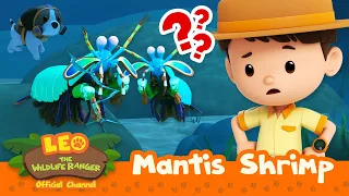 These SHRIMPS keep SMASHING each other! 🥊💥 | Mantis Shrimp | Leo the Wildlife Ranger | #compilation
