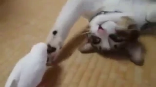 СМЕШНОЙ КОТ И ПОПУГАЙ 2017 / AMUSING CAT AND PARROT