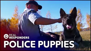 The Beginning Of A Police Dog's Career | K9 Mounties | Real Responders