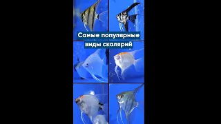 Самые популярные виды скалярий #Shorts