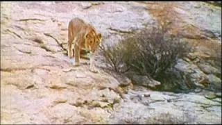 Christian the lion HQ - With unseen footage and sound