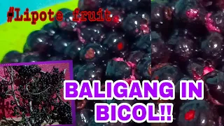 RARE FRUIT!!!BALIGANG/LIPOTE FRUIT