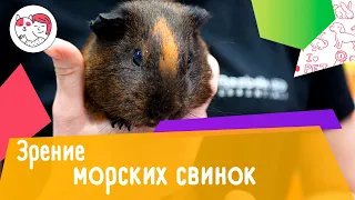 4 особенности зрения морских свинок