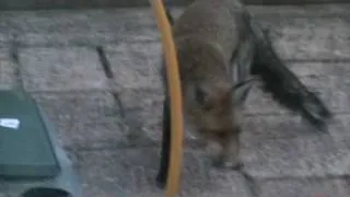 Fox Series - A Bushy tail Fox visited to my Patio in a Rush