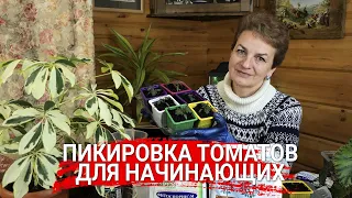 Пикировка томатов для начинающих