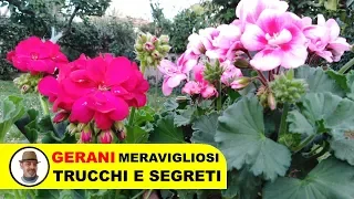 COLTIVARE I GERANI TRUCCHI E SEGRETI