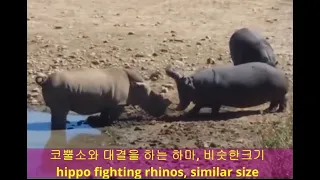 Ep.28  하마 vs  사자, 코뿔소, 코끼리와 대결, hippo vs lion