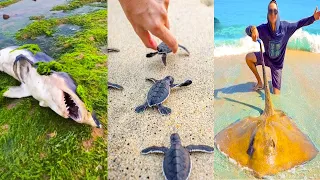 Fishing Videos - Catching Seafood Include Fish, Crab, Octopus #92 - Tik Tok