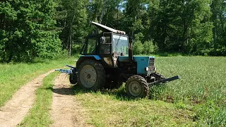 Удаление и сбор стрелок чеснока. Междурядная обработка почвы.