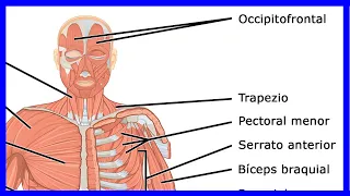 The muscles of the human body | the muscular system