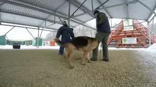 Подготовка собак-телохранителей, защитно-караульная служба