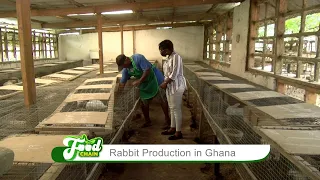 Rabbit Production in Ghana – Food Chain on Joy Business (3-11-21)
