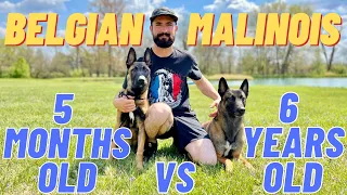 MY TWO BELGIAN MALINOIS! TRAINING TIPS & SHOWCASE!! 6 YEARS OLD VS 5 MONTHS OLD // ANDY KRUEGER