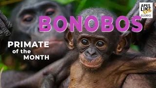 BONOBOS: Primate of the Month