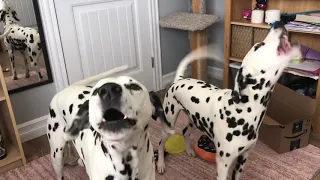 Barking Dalmatians!