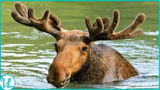 Meet The Majestic Moose: Nature's Awkward Wonder