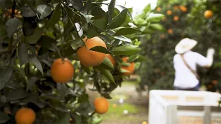 Can Science Save California Citrus From Greening Disease?