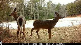 March 2024 trail cam highlights. Part 1