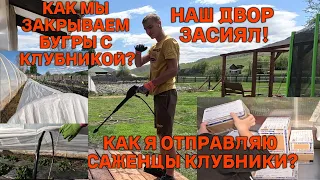 Как мы приводим клубнику в порядок. Обработка цветущей клубники. Нарастила Таня огурцов!