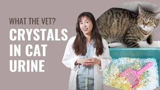 Urinary crystals in cats - Dr. Justine Lee