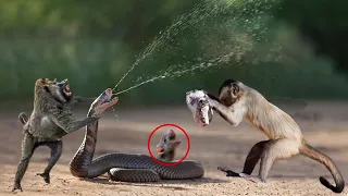 MONKEY SAVING MOUSE FROM HUNGRY SNAKE