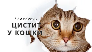 Цистит у кошки, чем помочь?