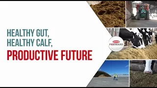 Healthy gut, healthy calf, productive future