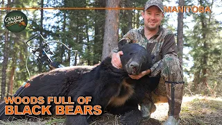 NON-STOP Bears in the Manitoba Woods (AMAZING Hunt Action) | Canada in the Rough