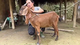 Zon sells wild boars to pretty girls and builds cages for goats, vang hoa, king kong amazon