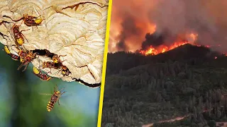 Man Trying to Kill Wasps Accidentally Starts Massive Fire