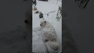 Silly Dog Refuses To Come Out Of Snow