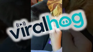 Cats Come to Blows Over Tasty Treat || ViralHog