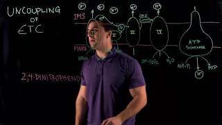 Uncoupling of Electron Transport Chain