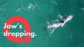 Mesmerising footage of blacktip sharks hunting a shoal of fish just metres from the shore | SWNS