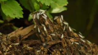 Carpenter Ants Swarming in My Backyard