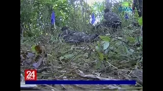 24 Oras: Mga sundalo, ni-reenact ang umano'y misencounter na ikinasawi ng anim na pulis