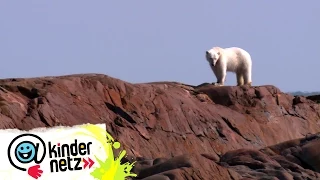 OLI bei den Eisbären in Kanada | OLI's Wilde Welt | SWR Kindernetz