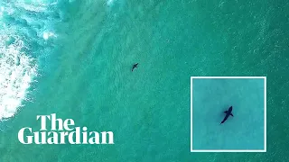 Shark spotting: how a drone app is helping to keep Sydney's surfers safe in the water