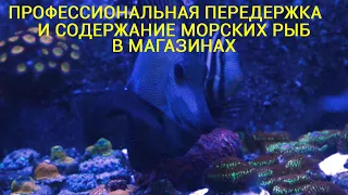 Профессиональная передержка и содержание морских рыб в магазинах.